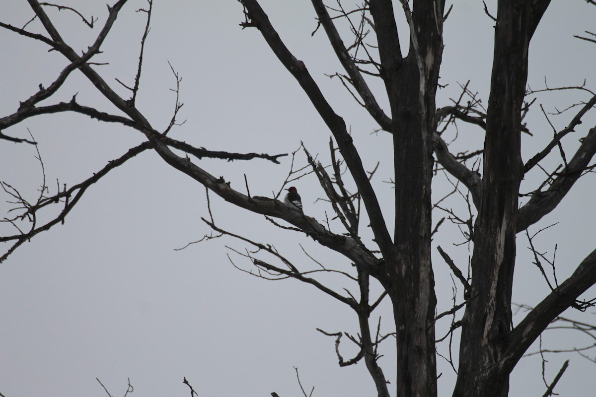 Red-headed Woodpecker - ML630682073