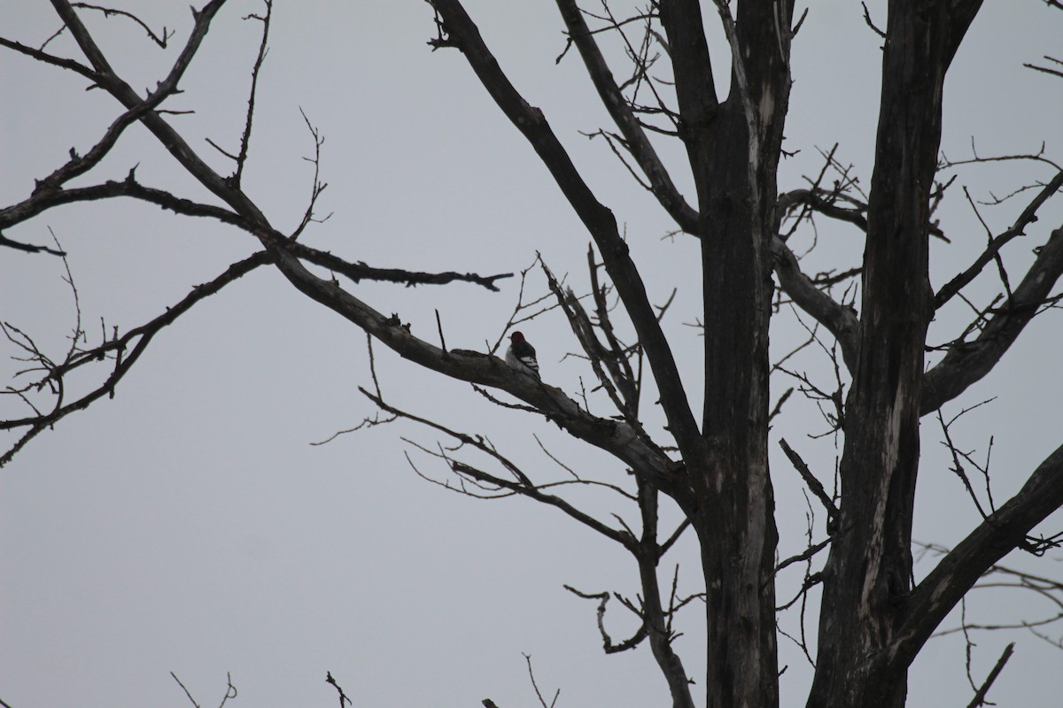 Red-headed Woodpecker - ML630682074