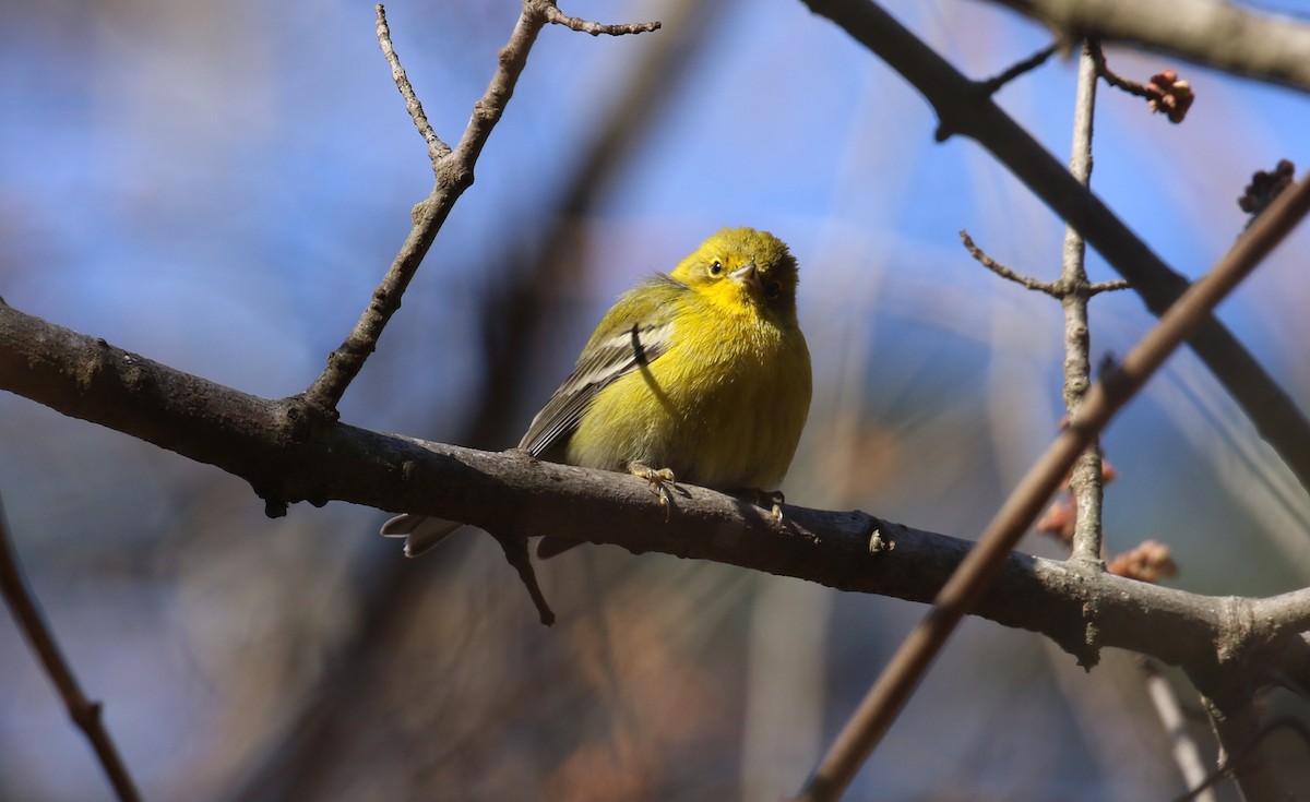 Pine Warbler - ML630682092