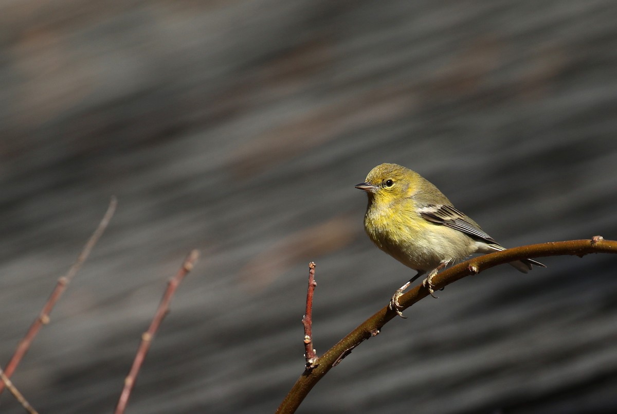 Pine Warbler - ML630682093
