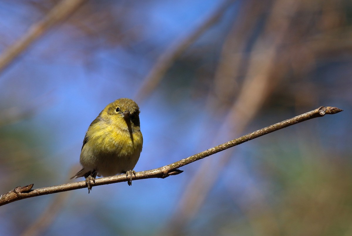 Pine Warbler - ML630682094