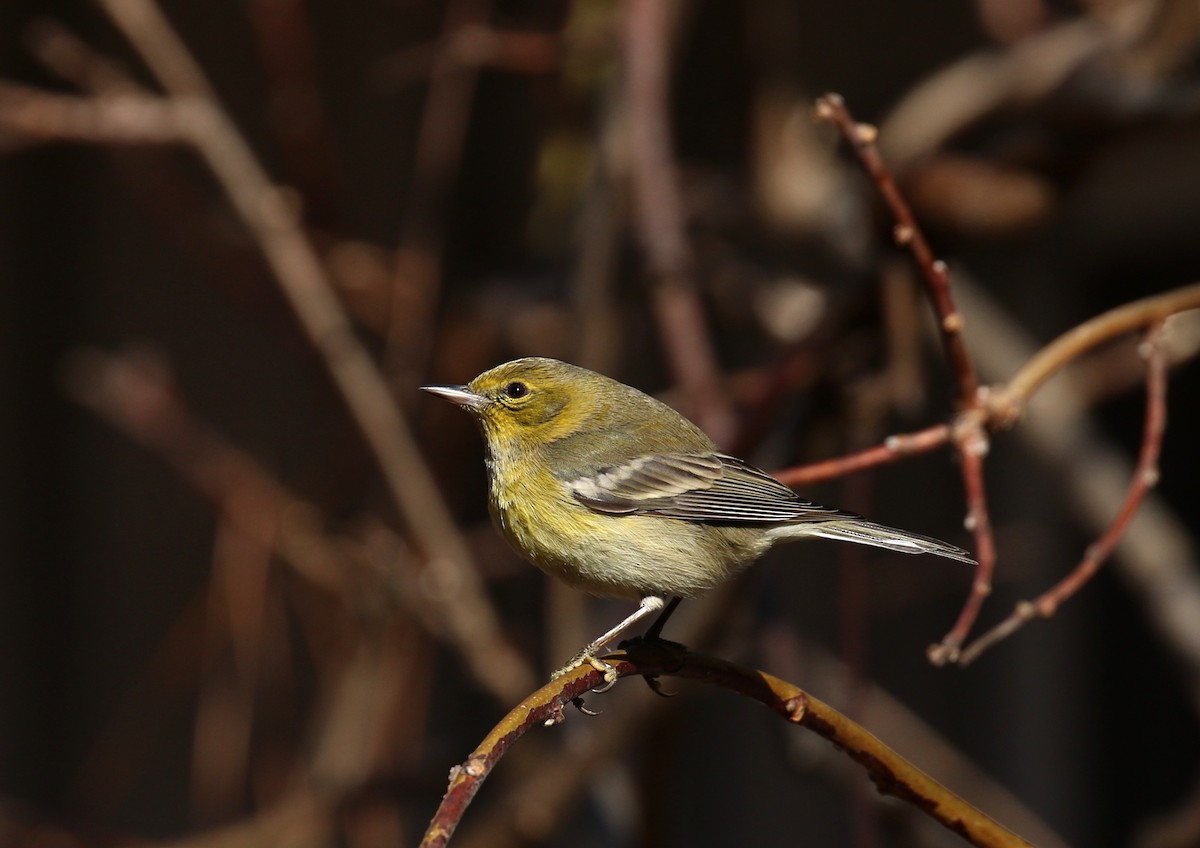 Pine Warbler - ML630682095