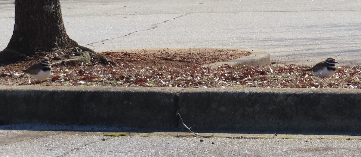 Killdeer - ML630682115