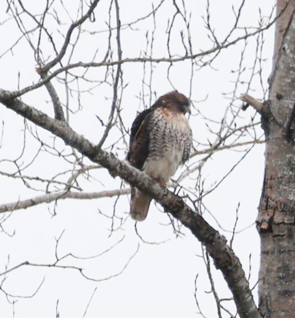 Red-tailed Hawk - ML630682144
