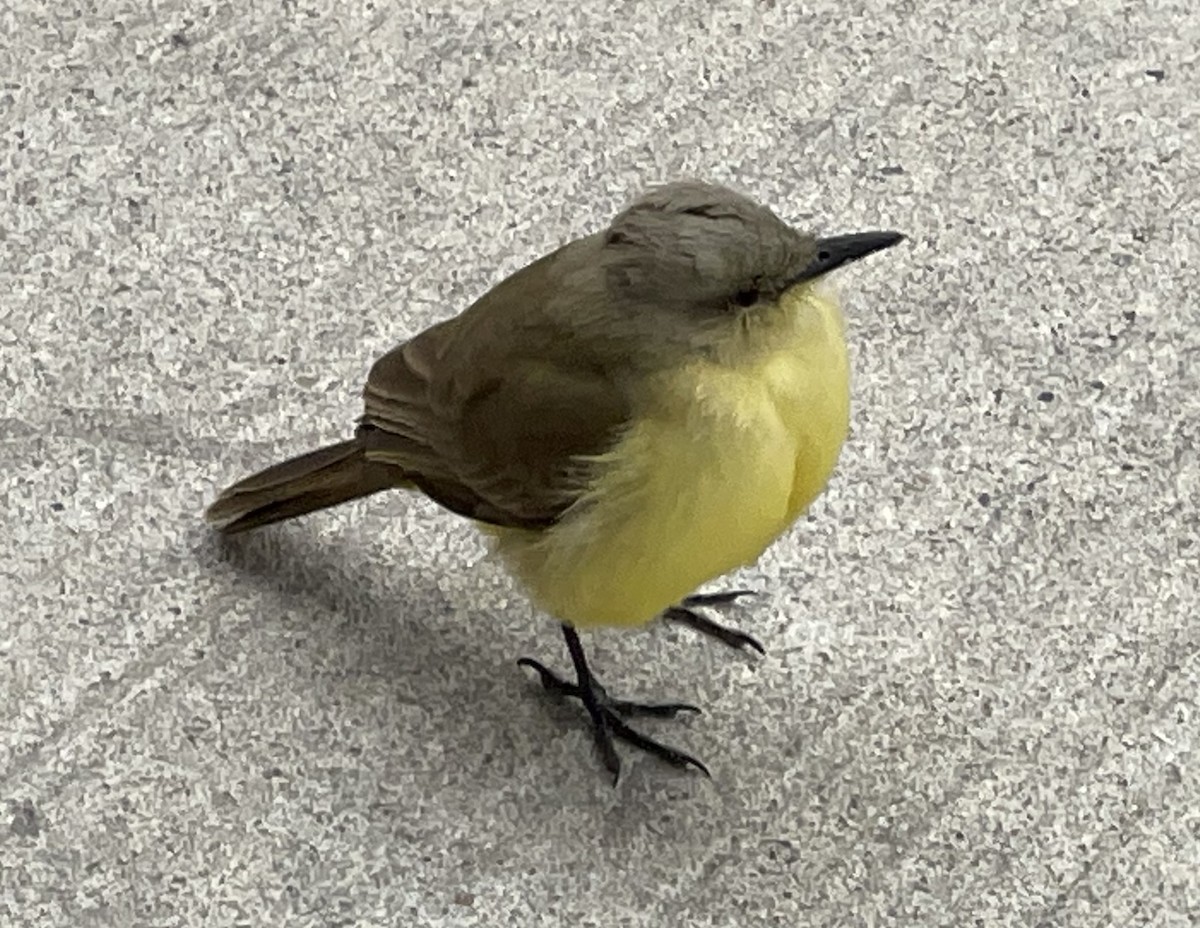 Cattle Tyrant - ML630682150