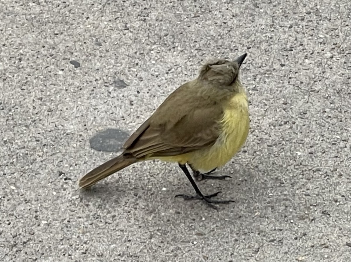 Cattle Tyrant - ML630682151