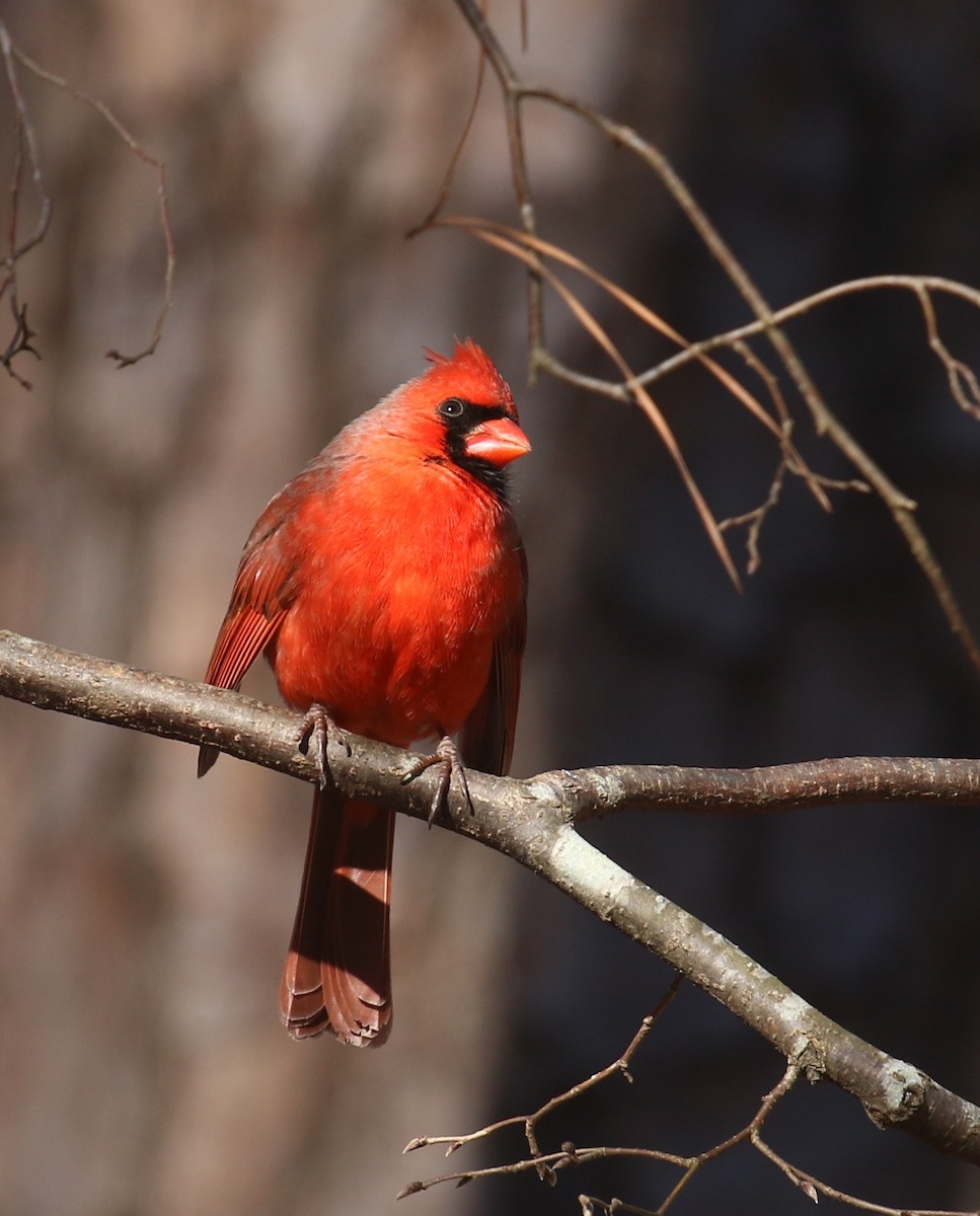 Northern Cardinal - ML630682156