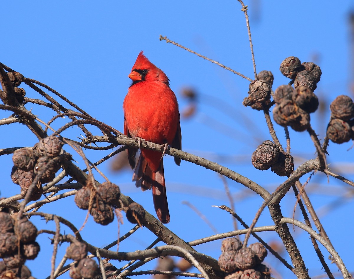 Northern Cardinal - ML630682157