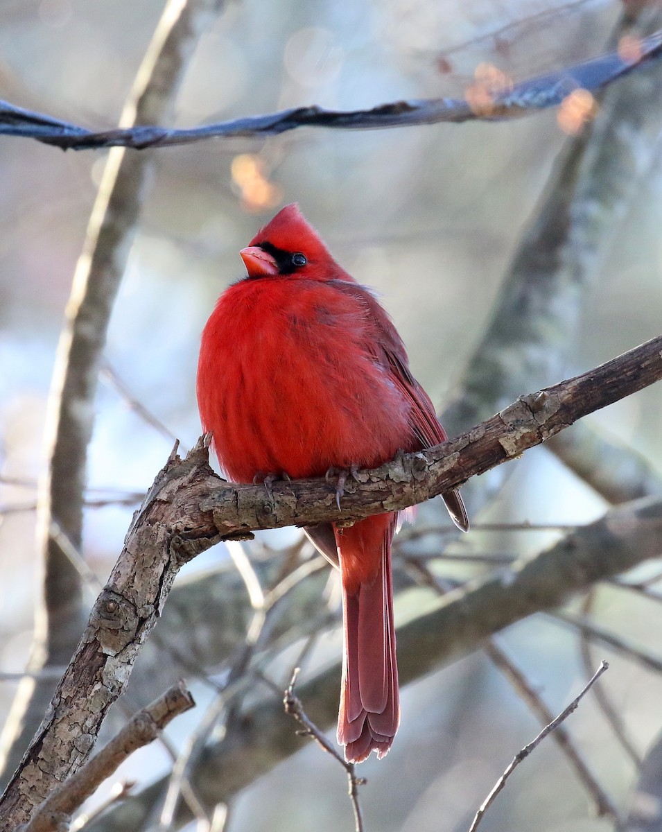 Northern Cardinal - ML630682158