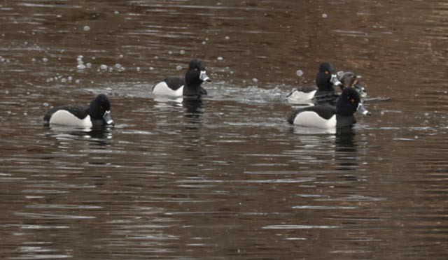 Ring-necked Duck - ML630682235