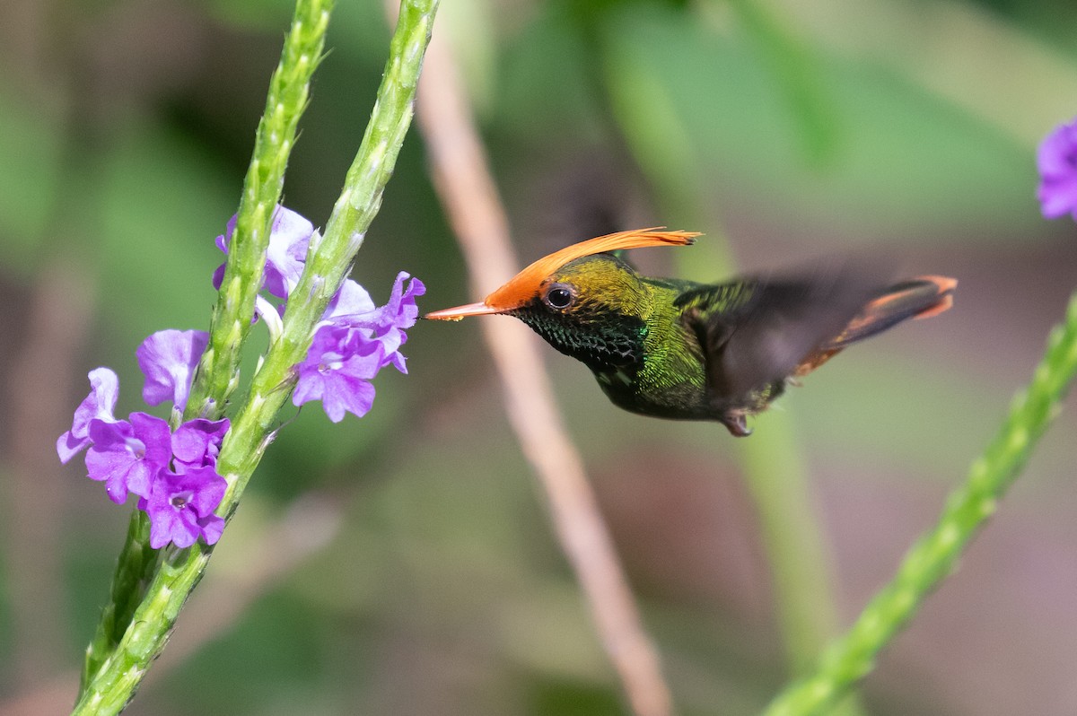 Rufous-crested Coquette - ML630682348