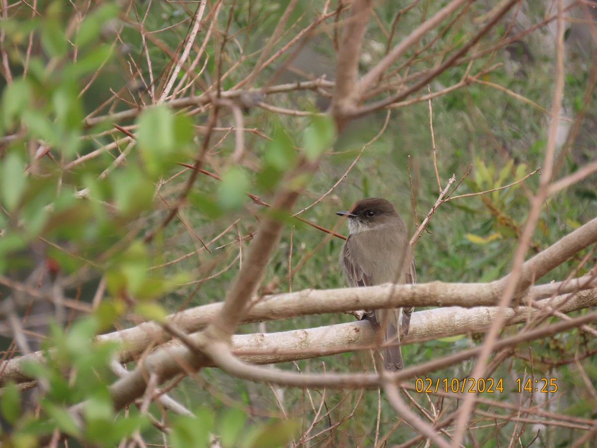 Eastern Phoebe - ML630682612