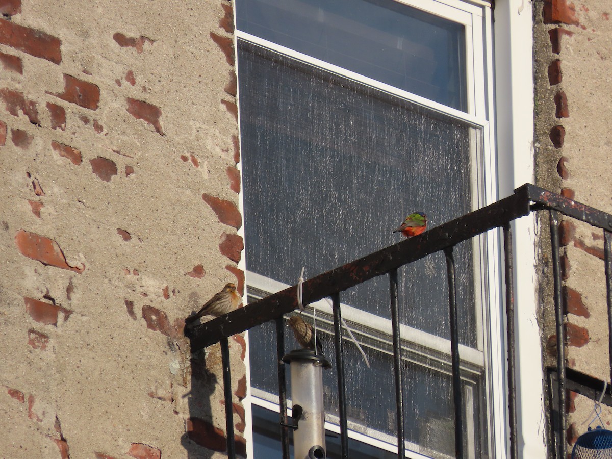 Painted Bunting - ML630682705