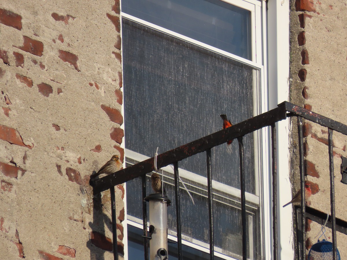 Painted Bunting - ML630682706