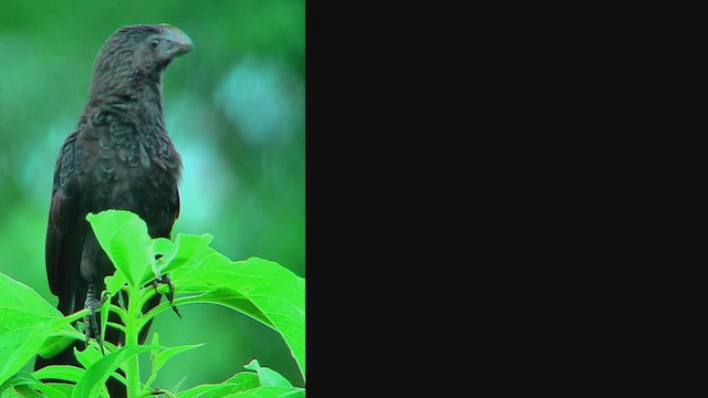 Smooth-billed Ani - ML630682844