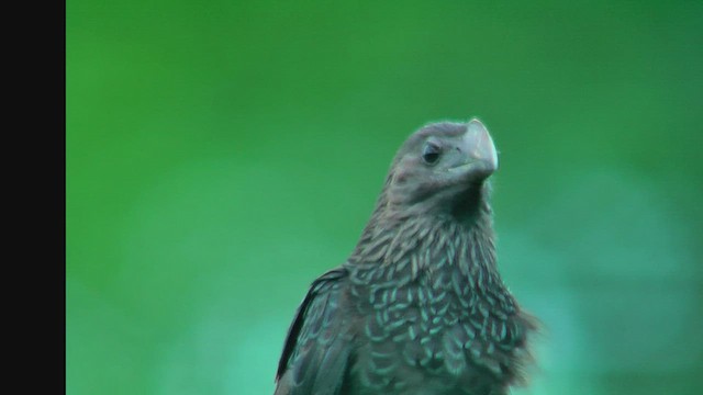 Smooth-billed Ani - ML630682886