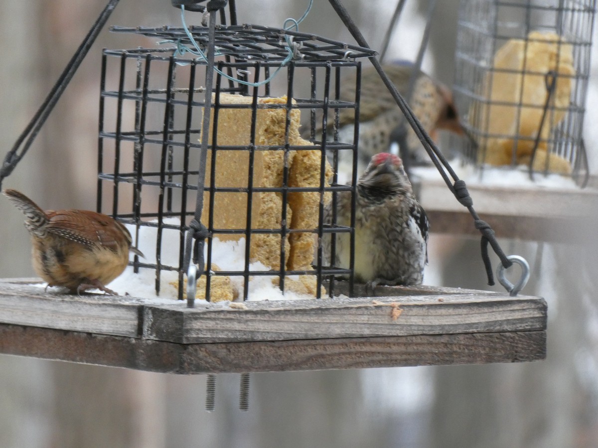 Yellow-bellied Sapsucker - ML630682986