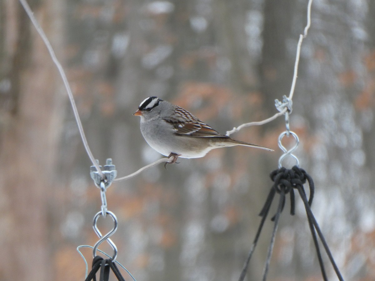White-crowned Sparrow - ML630682996