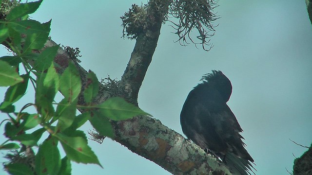 Large Ground-Finch - ML630683106