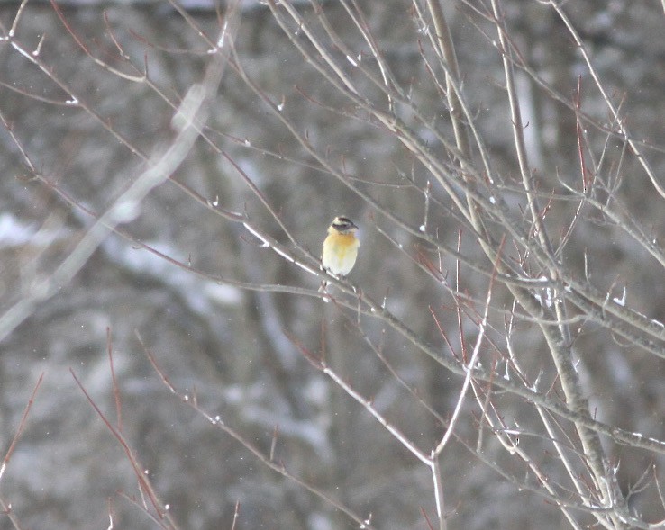 Black-headed Grosbeak - ML630683460