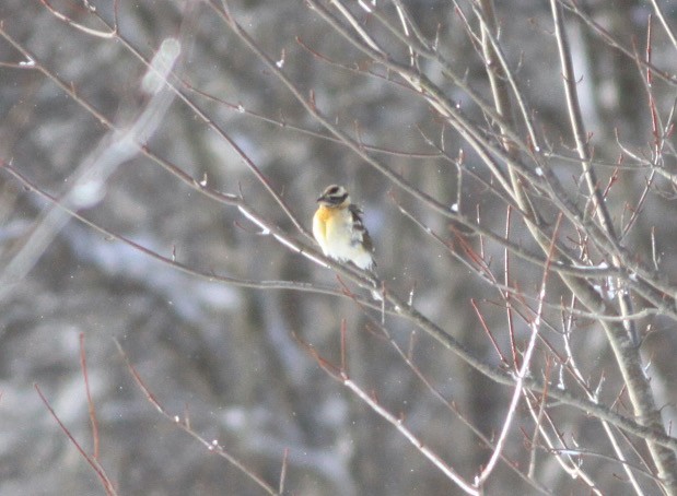 Black-headed Grosbeak - ML630683461