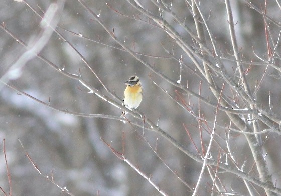 Black-headed Grosbeak - ML630683462