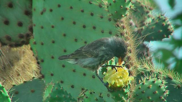 Common Cactus-Finch - ML630683465