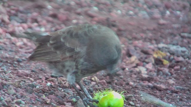 Common Cactus-Finch - ML630683506