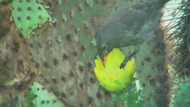 Common Cactus-Finch - ML630683512