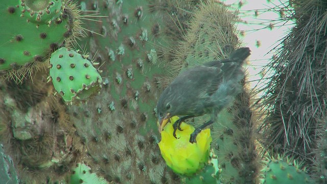 Common Cactus-Finch - ML630683513