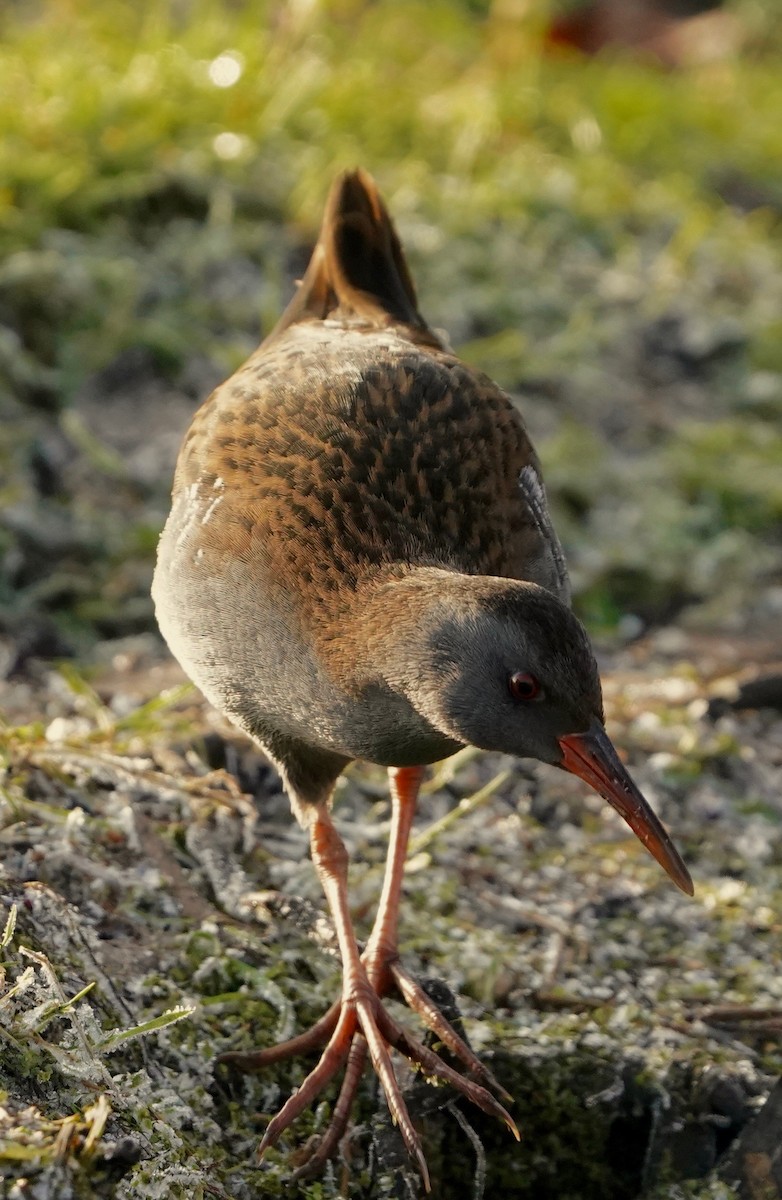 Râle d'eau - ML630683542