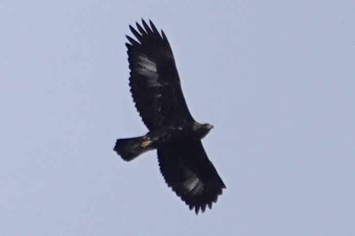 Golden Eagle - ML630683807