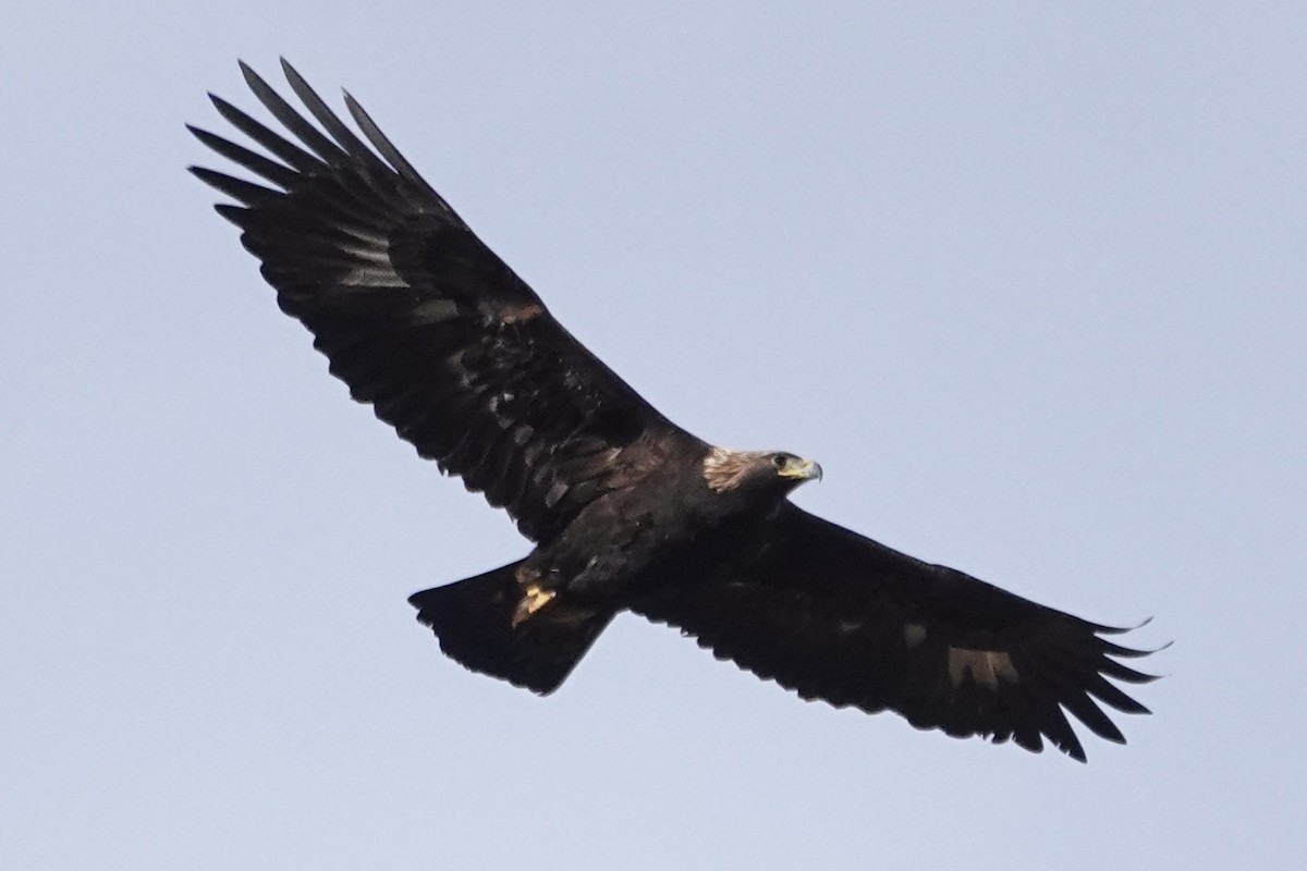 Golden Eagle - ML630683808