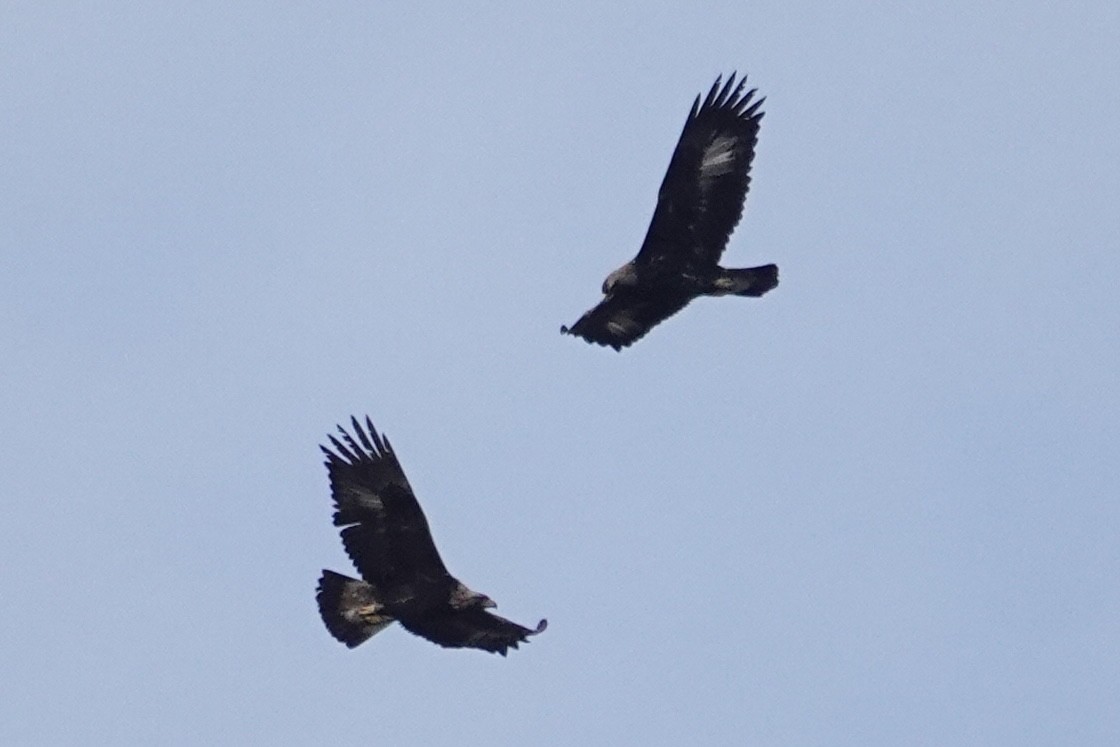 Golden Eagle - ML630683809