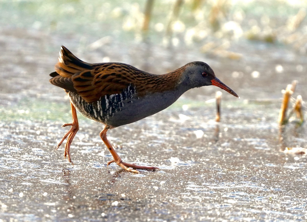 Râle d'eau - ML630683845