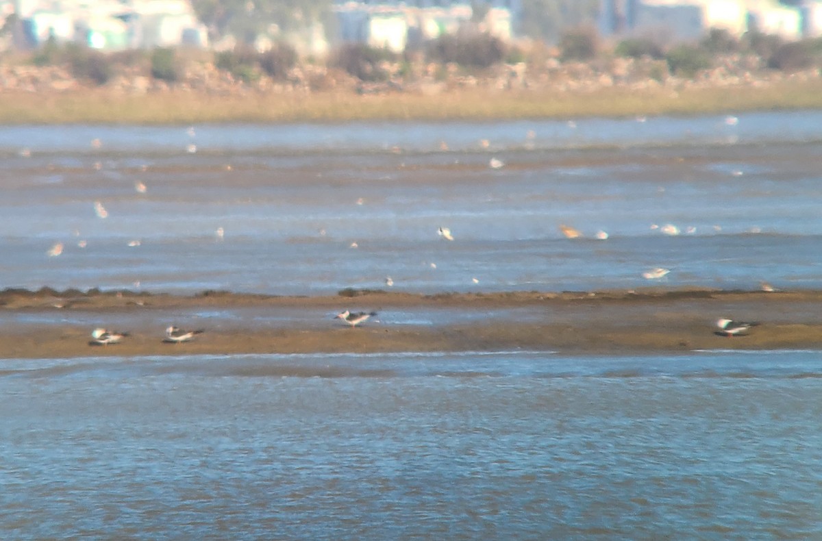 Black Skimmer - ML630683853