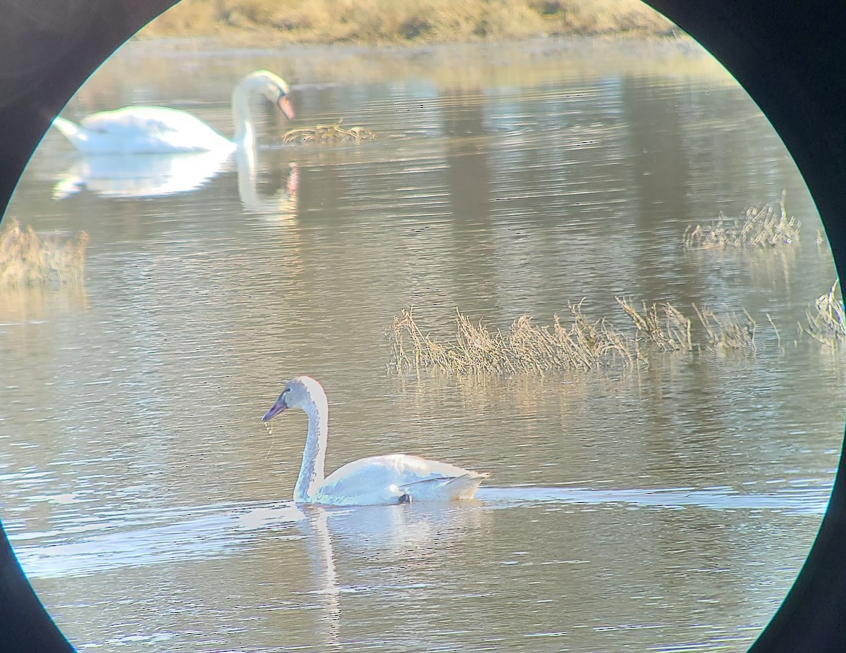 Tundra Swan - ML630683879