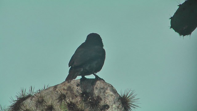 Common Cactus-Finch - ML630683987