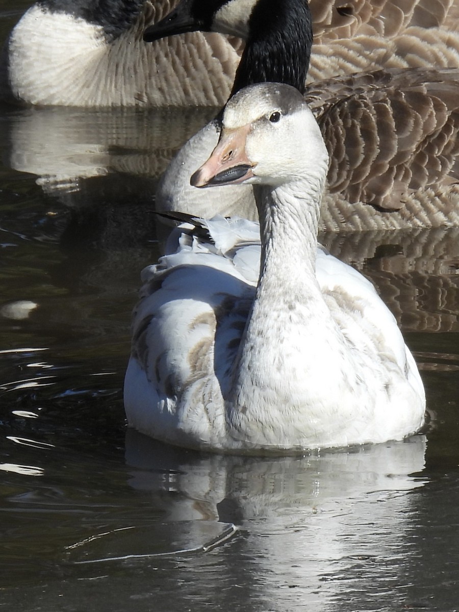 Snow Goose - ML630684055