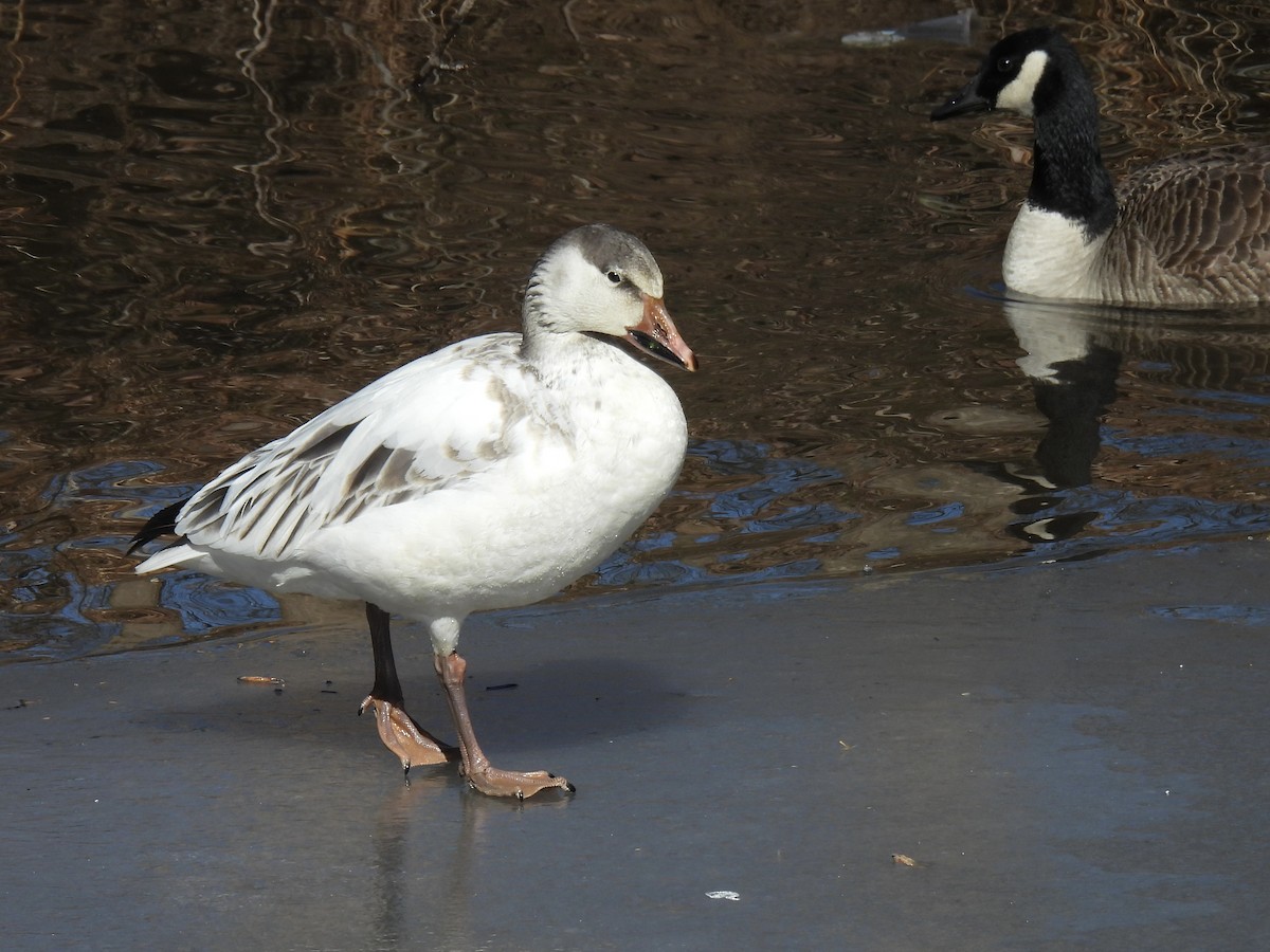 Snow Goose - ML630684056