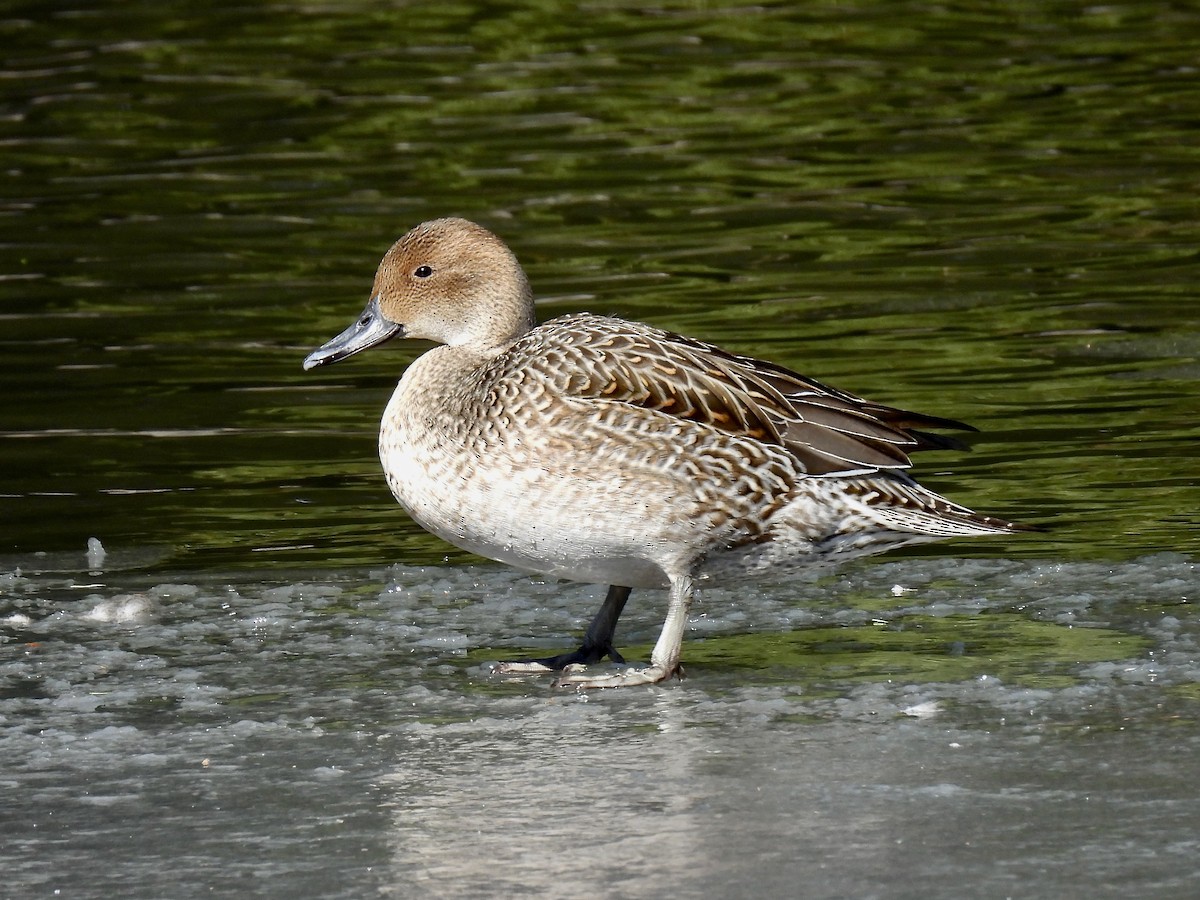 Northern Pintail - ML630684071