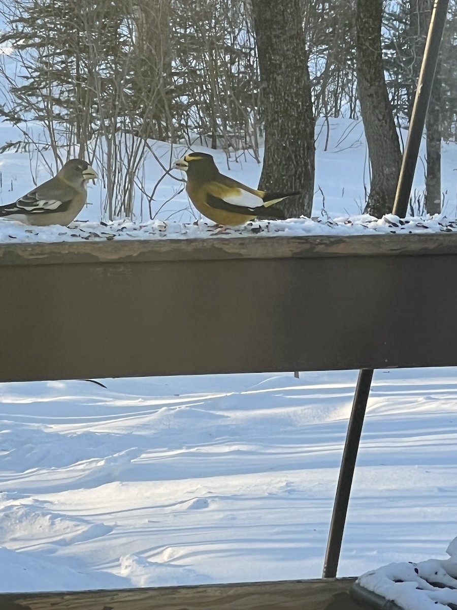 Evening Grosbeak - ML630684086