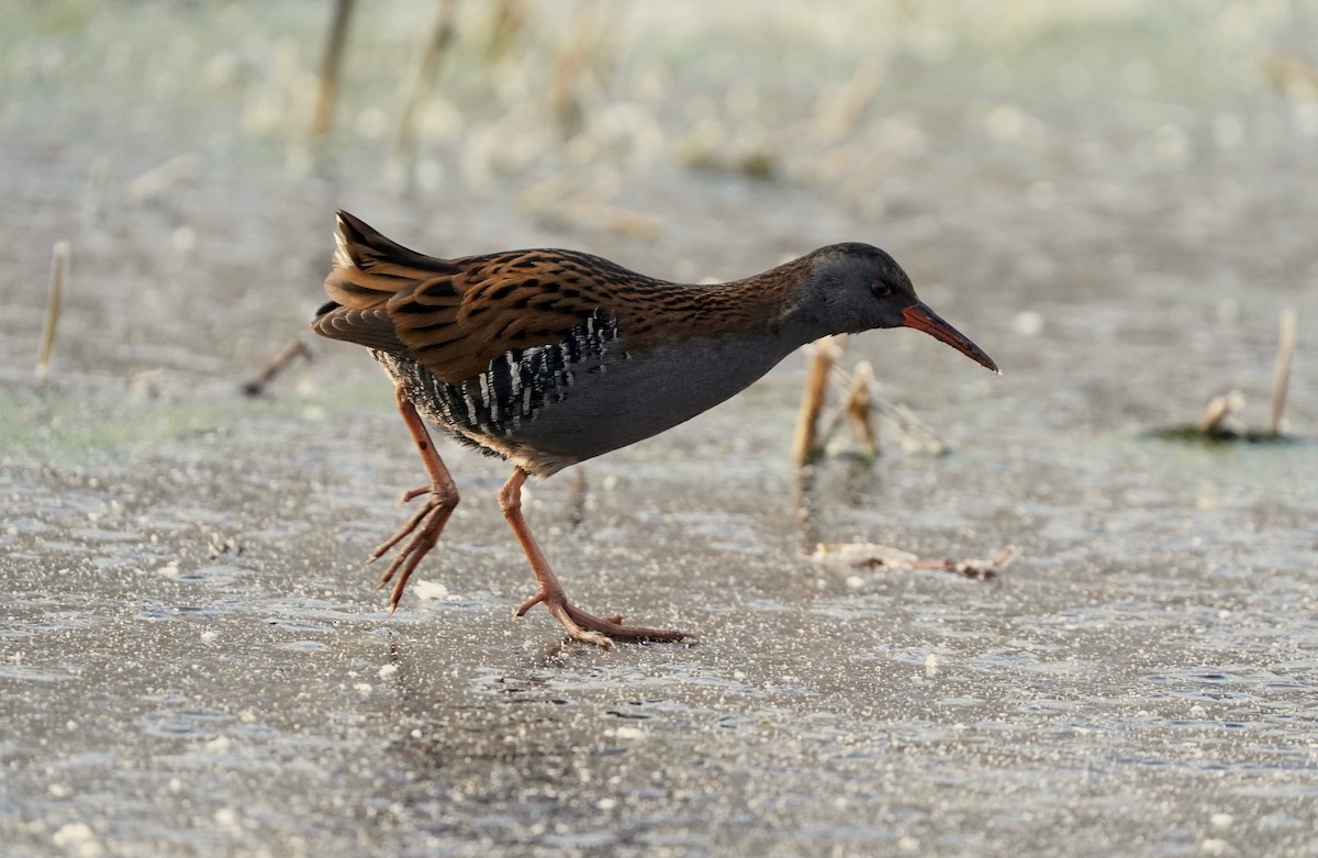 Râle d'eau - ML630684146