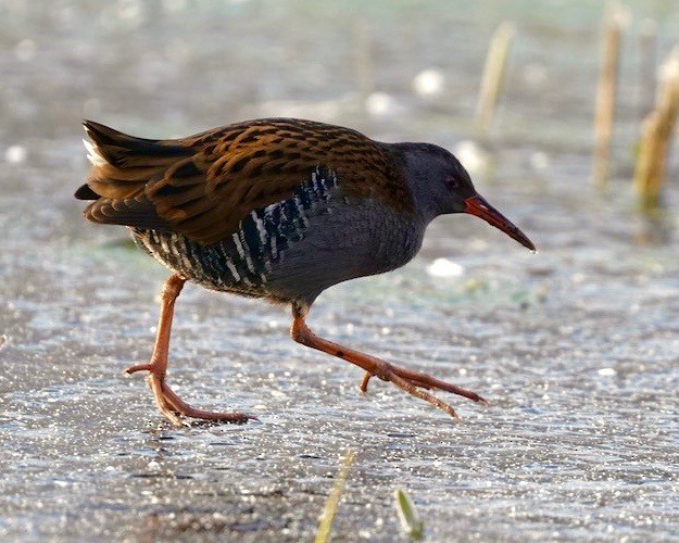 Râle d'eau - ML630684268