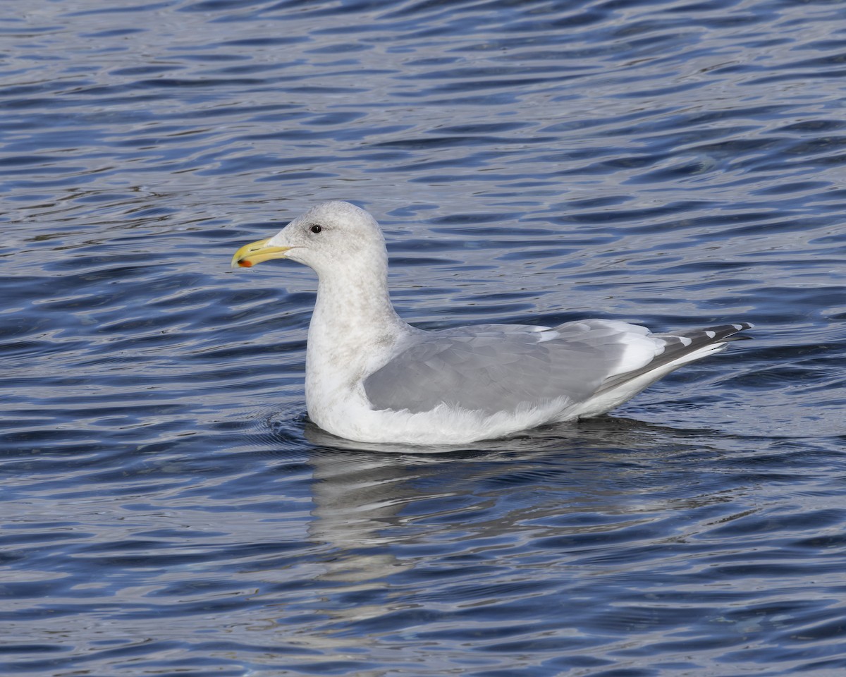 Western x Glaucous-winged Gull (hybrid) - ML630684321