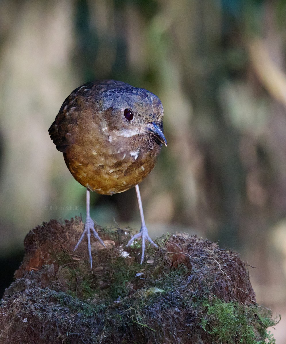 Moustached Antpitta - ML630684569