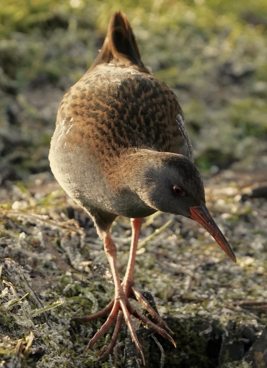 Râle d'eau - ML630684591