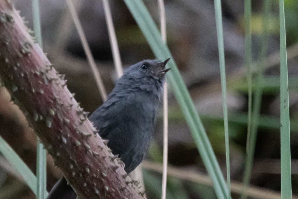 Paramo Tapaculo - ML630684696