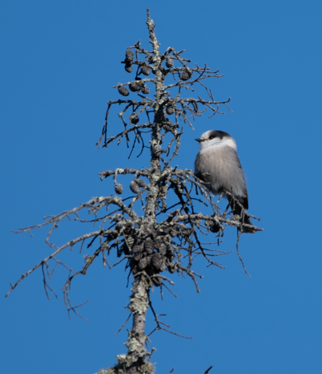 Canada Jay - ML630684740