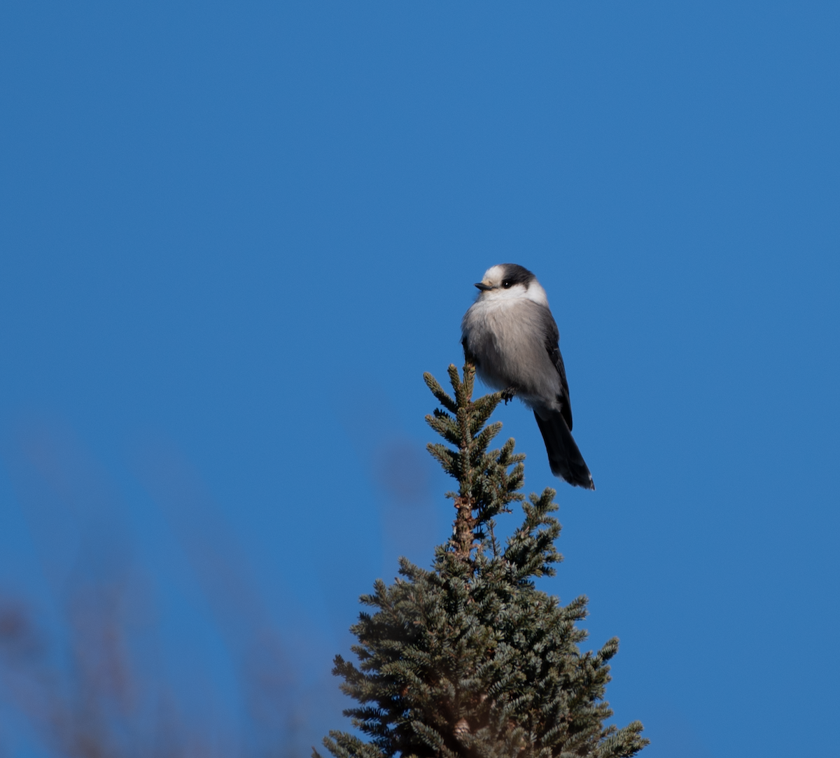 Canada Jay - ML630684742